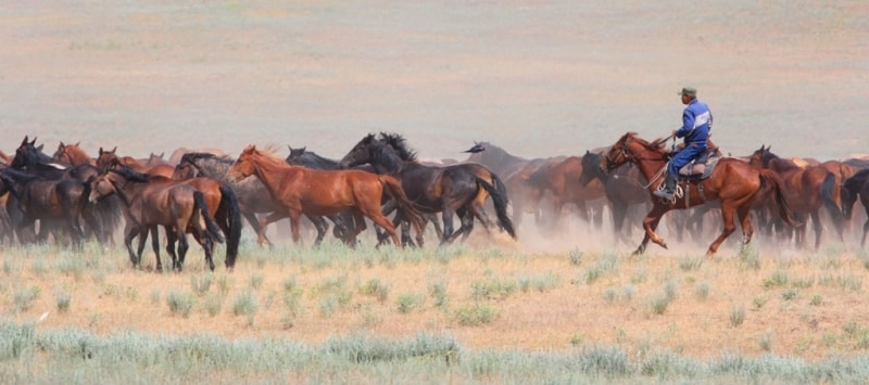 Nomadshorses on zhailyau. Almaty of province.